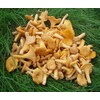 Forest Food Shop Dried Chanterelle Mushrooms 3 Ounce – Handpicked