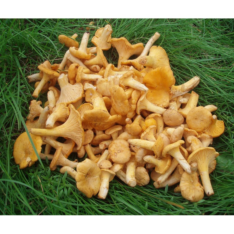 Forest Food Shop Dried Chanterelle Mushrooms 3 Ounce – Handpicked