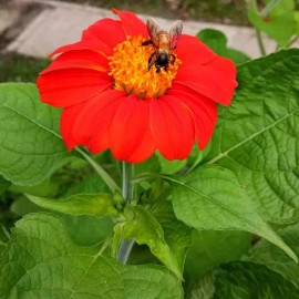 50+ MEXICAN TORCH SUNFLOWER SEEDS - Bees Butterflies Hummingbirds ------- FRESH