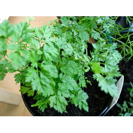 Chervil Seeds- 100+ Seeds -French Parsley- Heirloom Herb