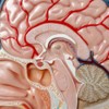 EVOTECH SCIENTIFIC Human Half Head Superficial Neurovascular Model with Musculature,