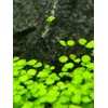 Green Carpet in the Water, Seeds of Aquatic Plants, Mini