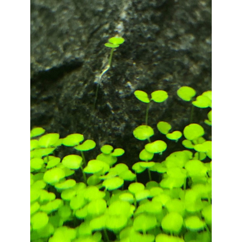 Green Carpet in the Water, Seeds of Aquatic Plants, Mini