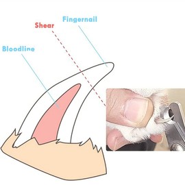 MiJunHD Pet Nail Clippers Claw Scissors Cat Nail Clippers Claw Trimmer Pet Nail Trimmers for Small Breed Dog,Kitten, Rabbit