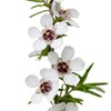 MANUKA (Leptospermum Scoparium) BIO - 5mL - Olio Essenziale di