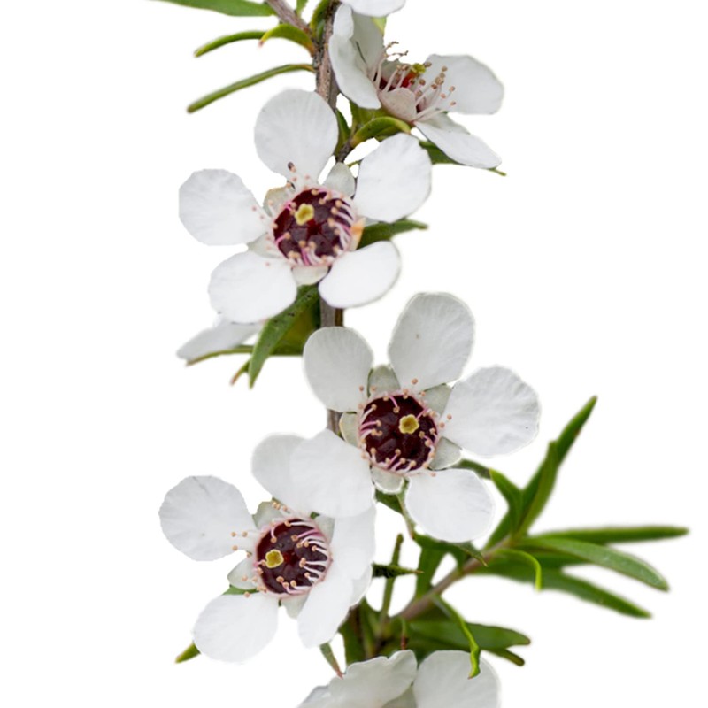 MANUKA (Leptospermum Scoparium) BIO - 5mL - Olio Essenziale di