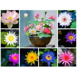 15pcs Mixed Lotus Seeds – Colorful Bowl Lotus & Water Lily Flower Seeds for Planting | Aquatic Plants for Ponds, Indoor Bonsai, Outdoor Water Gardens, Patio Decor