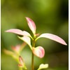 Ceylon Cinnamon Leaf Essential Oil | Cinnamomum Zeylanicum | Orthodox