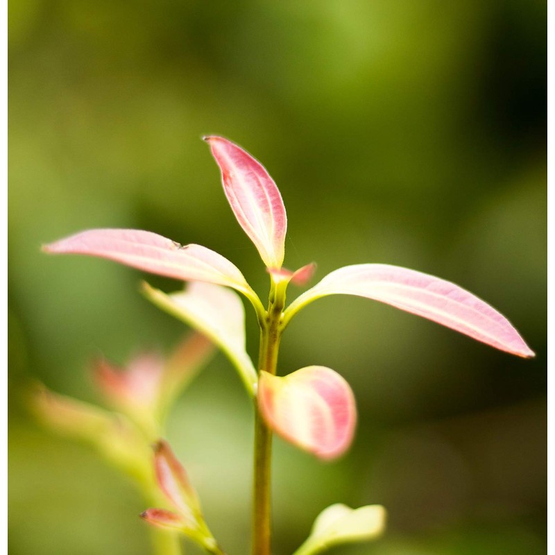 Ceylon Cinnamon Leaf Essential Oil | Cinnamomum Zeylanicum | Orthodox