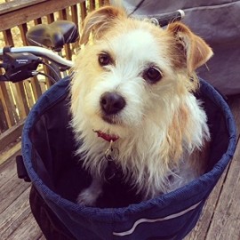Walky Dog Basket Pet Dog Bicycle Basket Carrier Easy Mounting Up to 15lbs