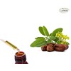 ACEITE DE JOJOBA 100% PURO 125 ML.