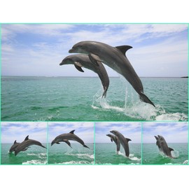 "Dolphin Jump" Lenticular Postcard with flip/Moving Effect of Two Dolphins in The Open sea