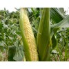 "Top Hat" OP Sugary Enhanced Hybrid Yellow Corn Seeds, 25