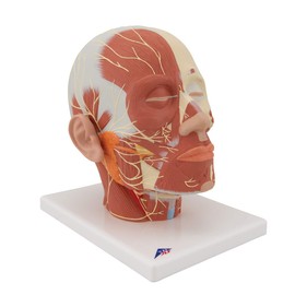 3B Scientific VB129 Head and Neck Musculature w/ Nerves - 3B Smart Anatomy