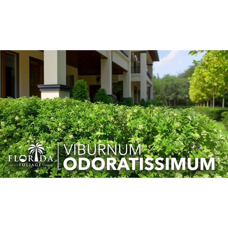 Viburnum Odoratissimum | 3 Live Plants | Viburnum odoratissimum |
