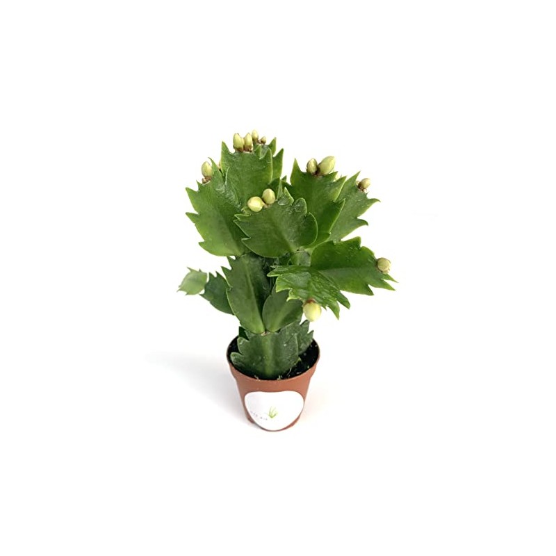 White Flower Christmas Cactus Schlumbergera