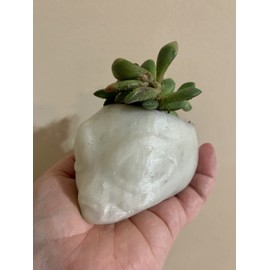Glow in the Dark Space Alien Head Planter - Mini 3D Printed Succulent Cactus Pot - Uft