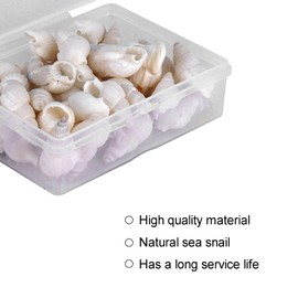 Caracol de mar decoración, caracol de mar buen rendimiento para bricolaje para el hogar