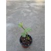 Chayote Plant With Pot 6” Ready To Plant