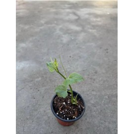Chayote Plant With Pot 6” Ready To Plant