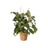 elho Green Basics Flower Pot Diameter 21 cm Height 19