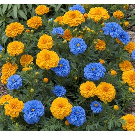 200+ Marigold Seeds: Dazzling Gold & Blue Mix for Vibrant Annual Blooms Pots Outdoor Garden