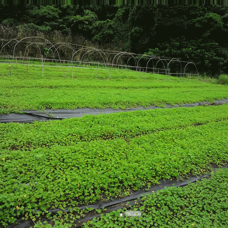 100% Gotukora Tsubokusa Tea from Ishigaki Island