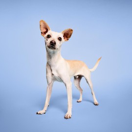 Paul Mitchell Pet Awapuhi Shine Spray, Moisturizing Mist, 8.5 oz.