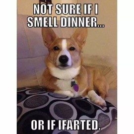 Funny corgi  dog  refrigerator magnet 2 1/2 X 3 1/2 "