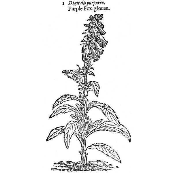 Botany Foxglove 1597 Ncommon Or Purple Foxglove (Digitalis Purpurea) Whose
