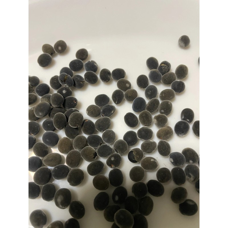 Manoa Valley Roots Mgambo Hawaiian Velvet Seeds 10 count Black