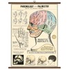 Cavallini & Co. Phrenology & Palmistry Vintage School Chart