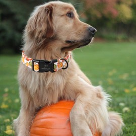 Babole Pet Dog Collar Fall Dog Collars Thansgiving Adjustable Lightweight Cotton Dog Collars for Small Medium Large Boy Girl Dogs Color Pumpkin S
