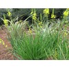 Bulbine Frutescens Yellow | 10 Live Plants | Bulbine Frutescens