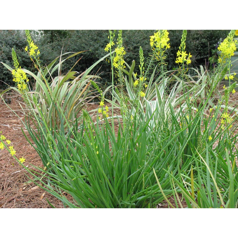 Bulbine Frutescens Yellow | 10 Live Plants | Bulbine Frutescens