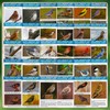 North American Bird Identification Cards, 30 Backyard Birds for Bird