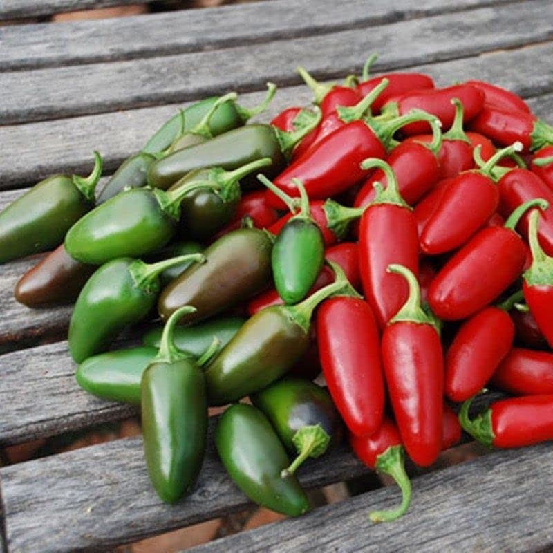 KIRA SEEDS - Seeds Jalapeno Chili Pepper - Hot -