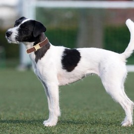 YUDOTE Soft Leather Dog Collars with Safety Quick Release Metal Buckle,Natural Cotton Padded Pleather Collar for Small Dogs with Senstive Skin,Brown