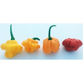 MOA Red Scotch Bonnet Hot Pepper Premium Seed Packet + More