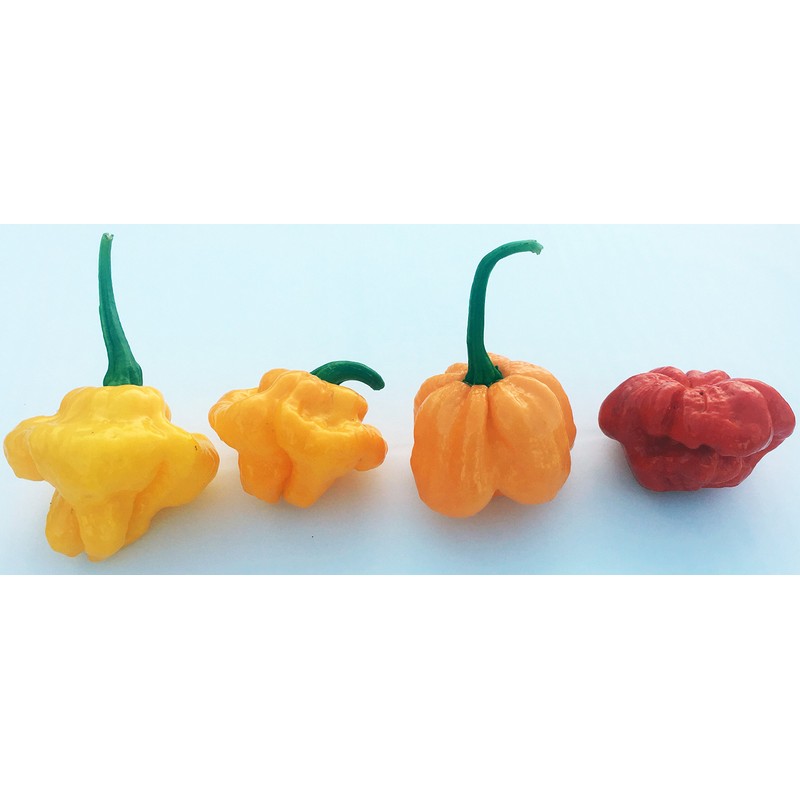 MOA Red Scotch Bonnet Hot Pepper Premium Seed Packet +