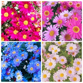 1500+ Pyrethrum Tanacetum Chrysanthemum Flower Seed for Planting Home Garden