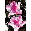 Azalea Encore Autumn Twist (Reblooming Azalea) Shrub, RB white/purple, #3