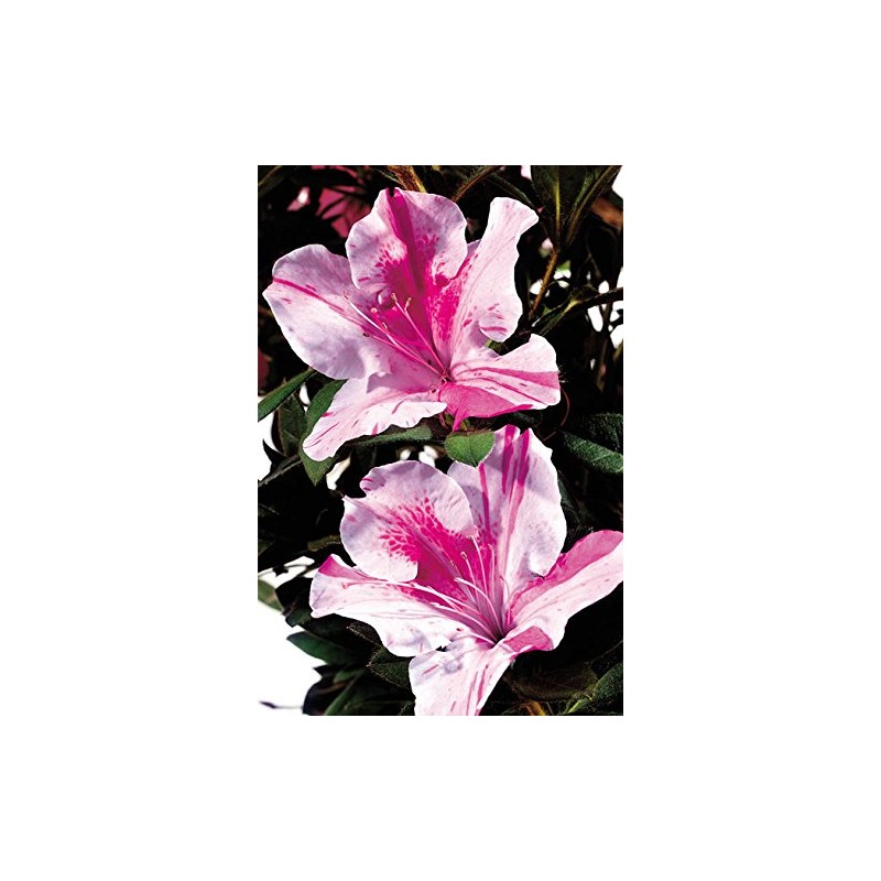 Azalea Encore Autumn Twist (Reblooming Azalea) Shrub, RB white/purple, #3
