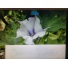 Flowers 100 Datura Stramonium Jimsonweed Violet Datura Seeds