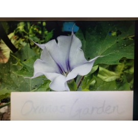 Flowers 100 Datura Stramonium Jimsonweed Violet Datura Seeds