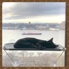 All Around 360° Sunbath and Lower Support Safety Iron Cat