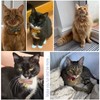 Cognatio Safety Quick Release Cat Collars, Soft Kitten Collars with