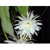 3 Cuttings×9” Epiphyllum Oxypetalum Queen of The Night Orchid (CHK)