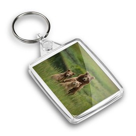 Destination Vinyl ltd 1 x IP02 Rectangle Passport Keyring Photo Wild Brown Bear Family Cute Animals |Keychain|Keyring|Charm| #52464
