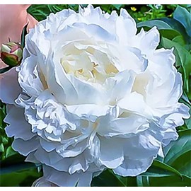 Marde Ross & Company Duchess De Nemours Double White Peony Bulbs - Bare Root 3-5 Eyes, Delightful Fragrance | Peony Plants for Planting Outdoors